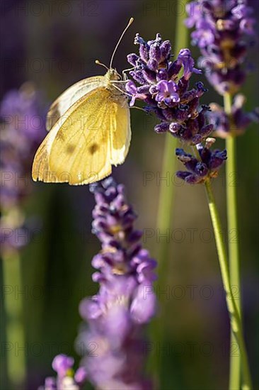 Green-veined white