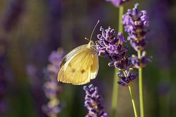 Green-veined white