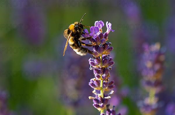 Dark earth bumblebee