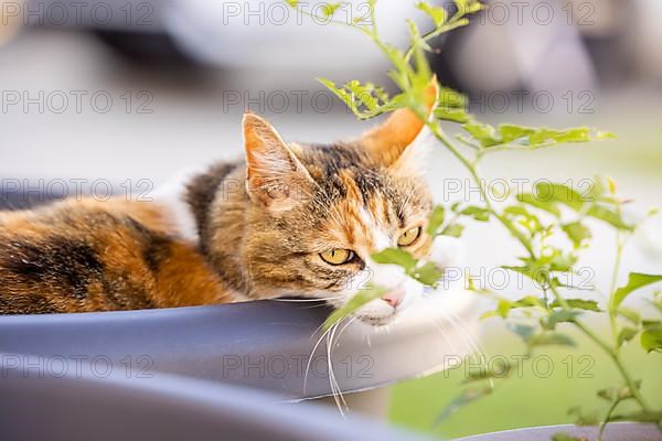 Cat in a flower pot