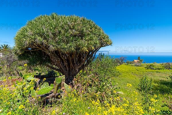 Dragon tree