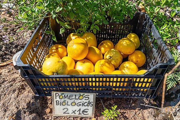 Selling grapefruits on the hiking trail near Las Tricias