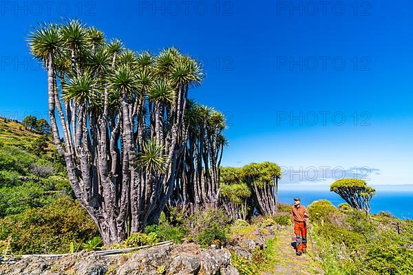 Hikers among dragon trees