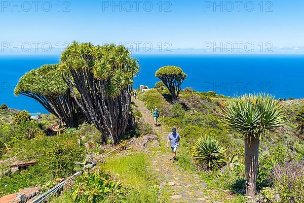 Hikers among dragon trees