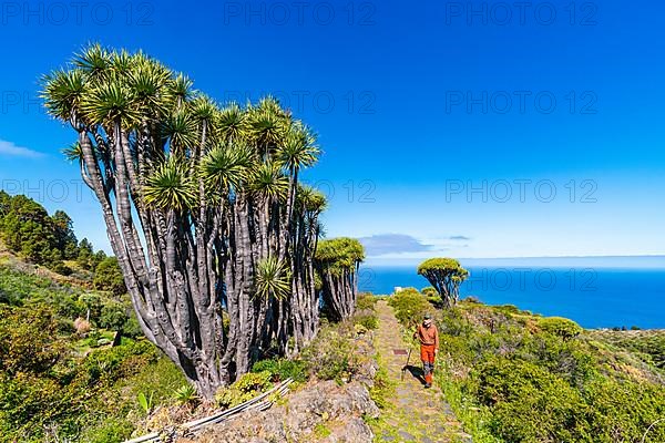 Hikers among dragon trees