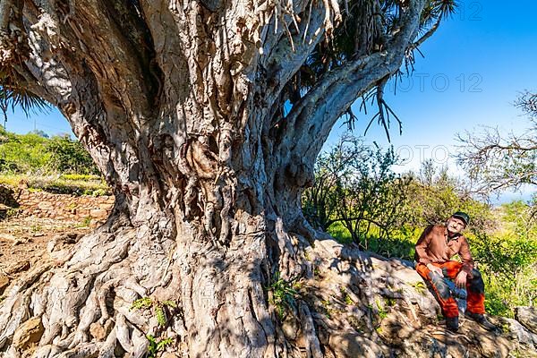 Hiker sitting next to a dragon tree