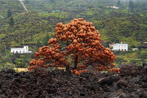 Withered tree in the lava flow of the Tajogaite volcano from the 2021 eruption