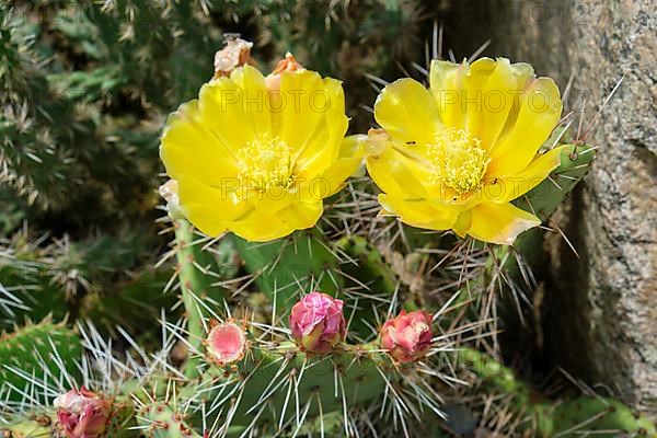 Prickly pear