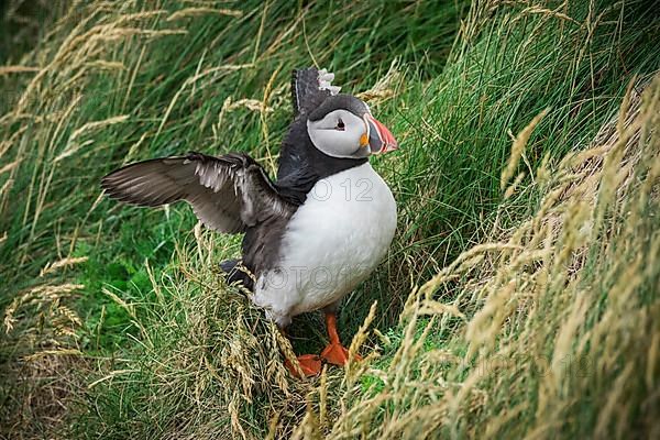 Puffin