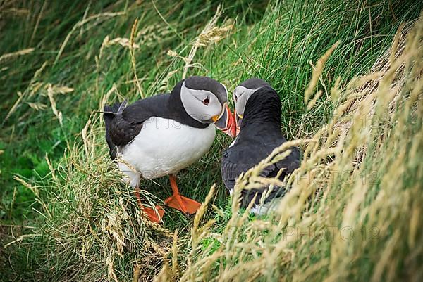 Puffin