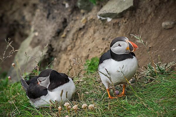 Puffin