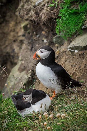 Puffin