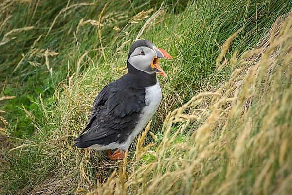 Puffin