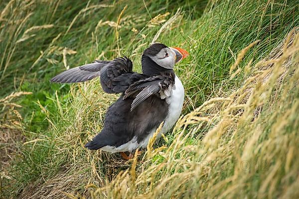 Puffin