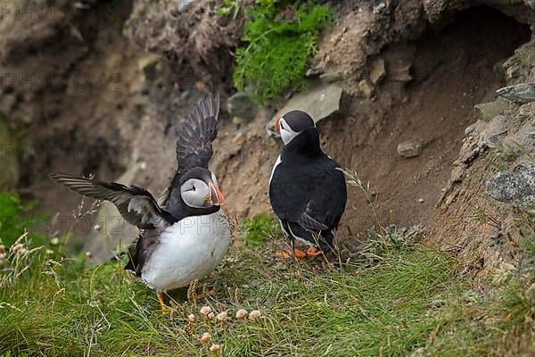 Puffin