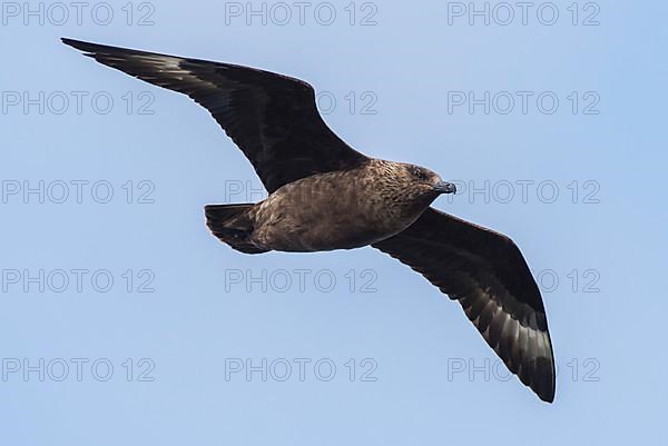 Great skua