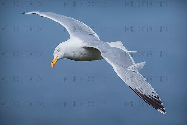 Herring Gull