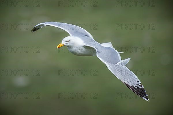 Herring Gull