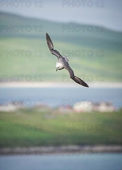 Northern fulmar