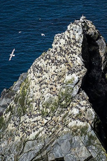 Rock with a colony of common guillemots