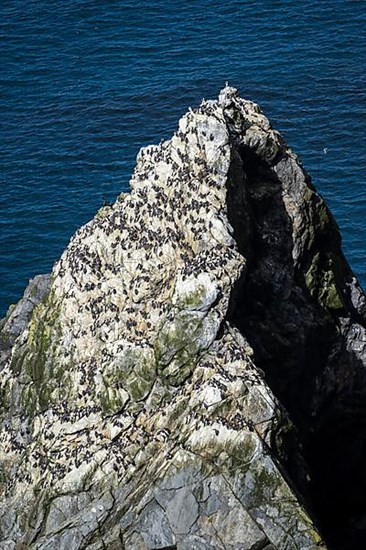 Rock with a colony of common guillemots