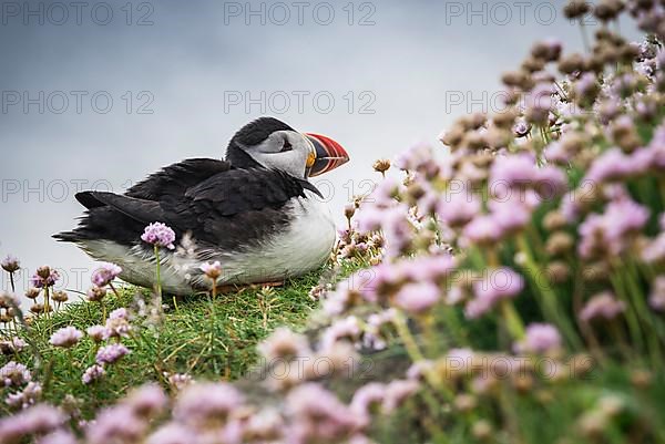 Puffin