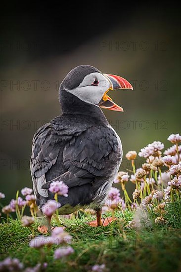 Puffin