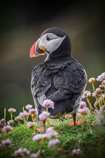 Puffin