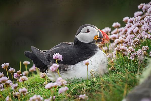 Puffin