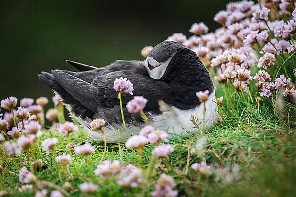 Puffin