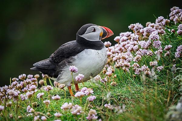 Puffin