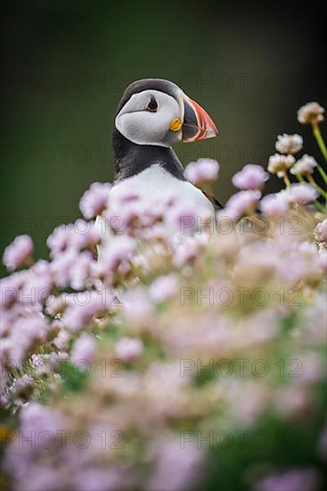 Puffin