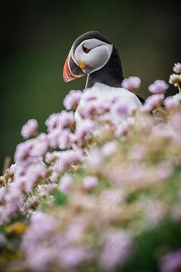 Puffin