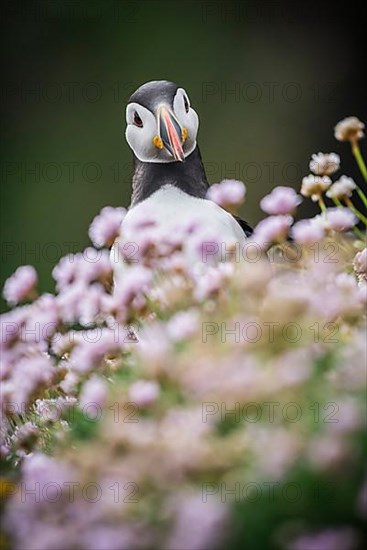 Puffin