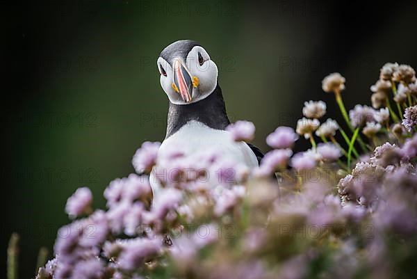 Puffin