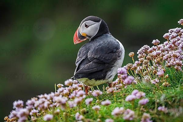 Puffin