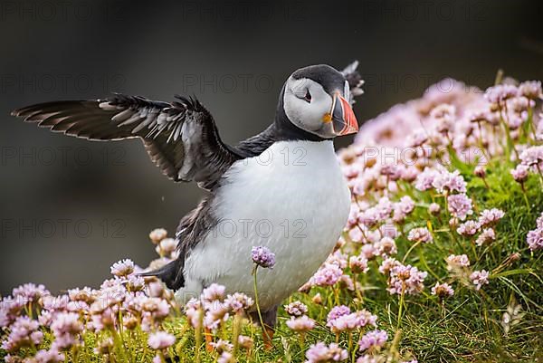 Puffin