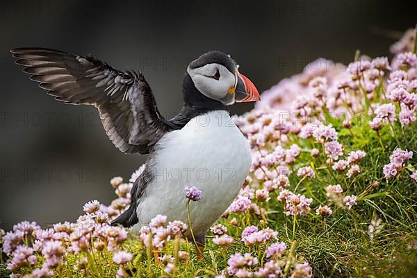 Puffin