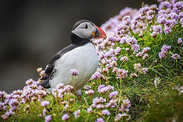 Puffin