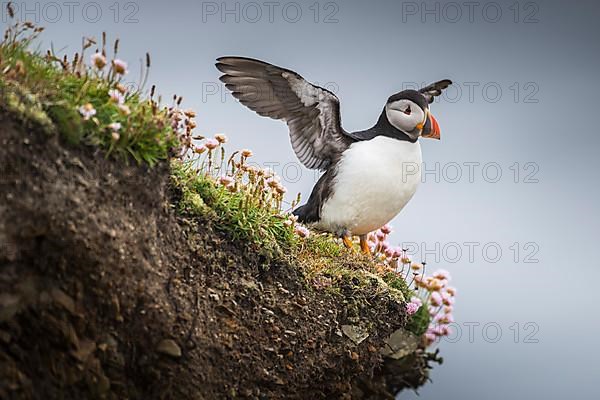 Puffin