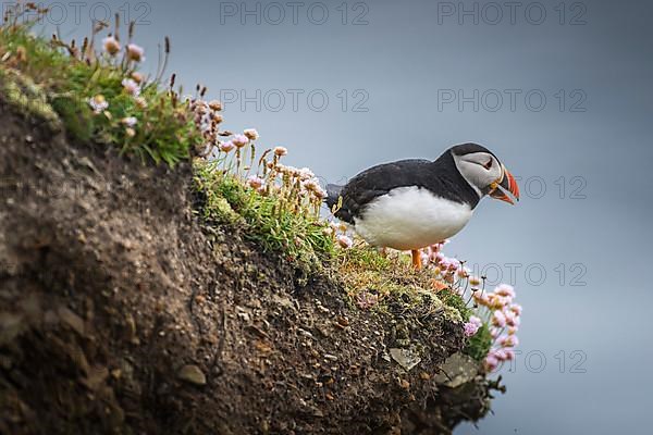 Puffin