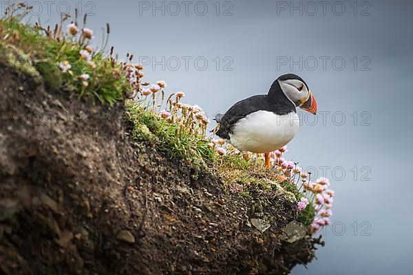 Puffin