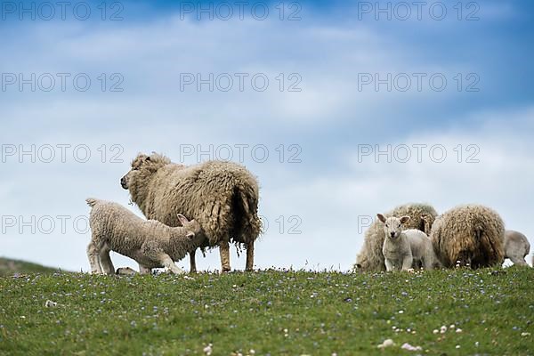 Sheep in a pasture