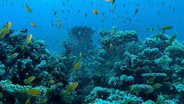 Massive school of Lyretail Anthias