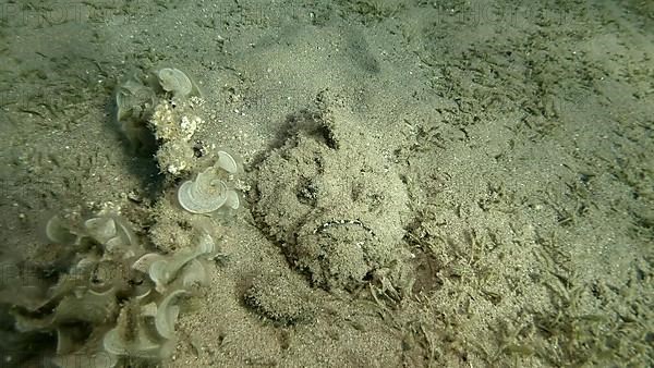 Close-up of the Stonefish lies on sandy bottom covered with green seagrass. Reef Stonefish