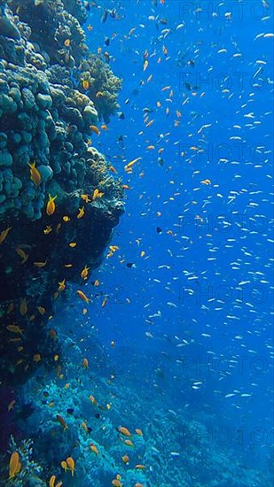 Colorful tropical fish swims on coral reef on blue water background. Underwater life in the ocean. Arabian Chromis