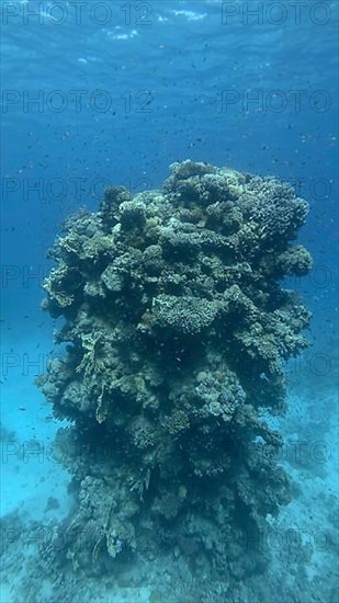 Pillar coral reef