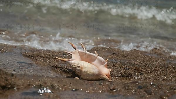 Seashell in the surf zone on background sea waves. Shell of Spider Conch