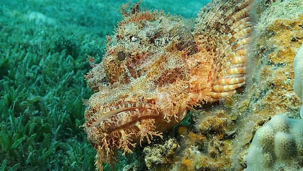 Scorpion fish lie on the reef. Bearded Scorpionfish