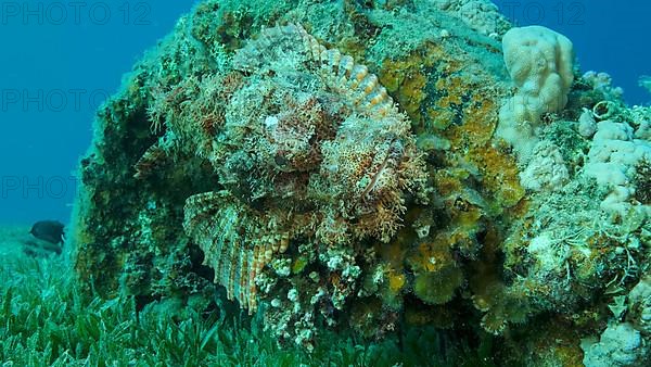 Scorpion fish lie on the reef. Bearded Scorpionfish